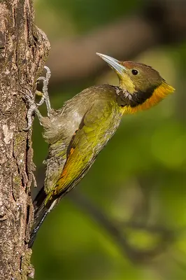 Greater Yellownape Woodpecker