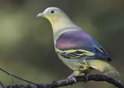 Grey-fronted Green-pigeon