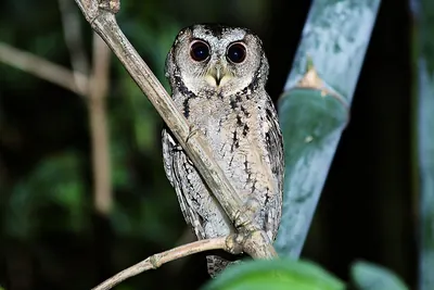 Collared Scops-owl