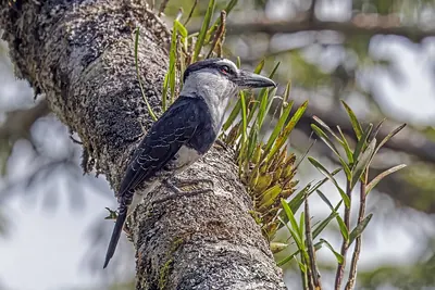 White-necked Puffbird