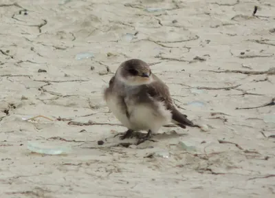 Pale Martin