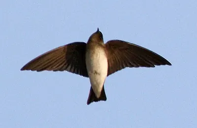 Grey-throated Martin