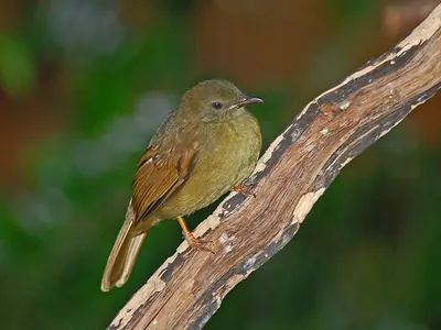 Little Greenbul