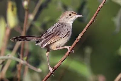 Rattling Cisticola