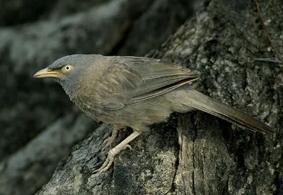 Jungle babbler