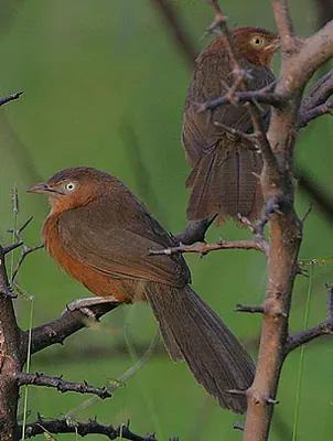 Rufous Chatterer