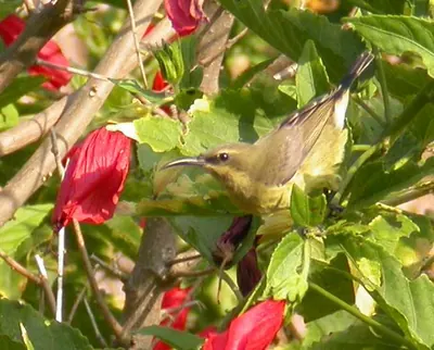 Copper Sunbird