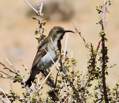 Dusky Sunbird