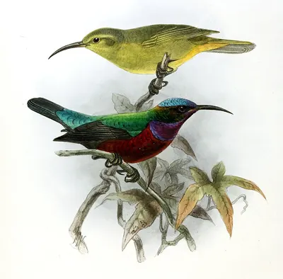 Superb Sunbird