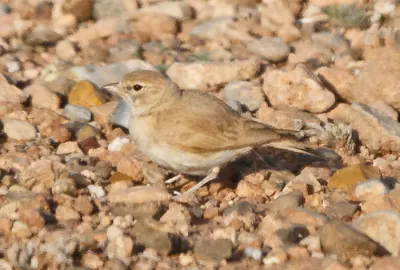 Bar-tailed Desert Lark