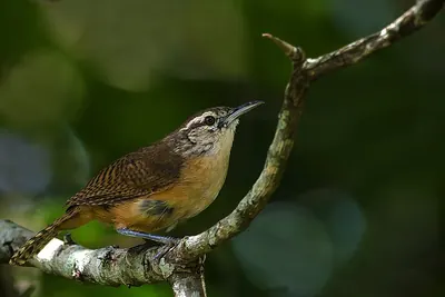 Buff-breasted Wren