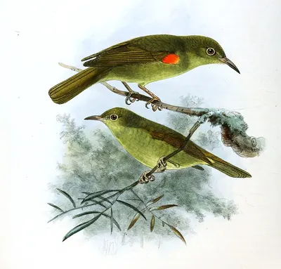 Fraser's Sunbird