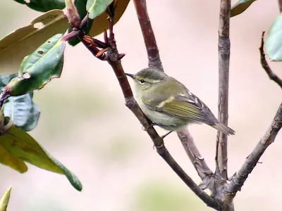 Hume’s leaf-warbler