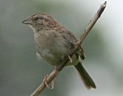 Bachman's Sparrow
