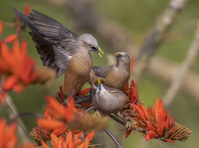 Chestnut-tailed Starling