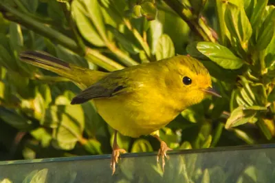 Wilson's Warbler