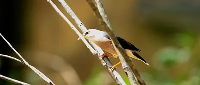 Vinous-breasted Starling