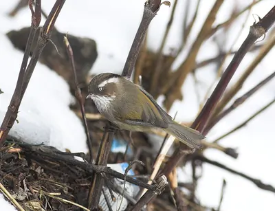 White-browed Fulvetta