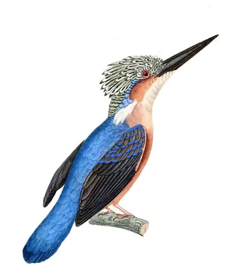 Madagascar Kingfisher