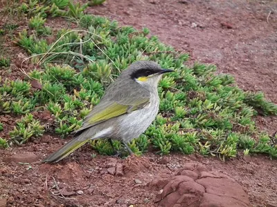 Singing Honeyeater
