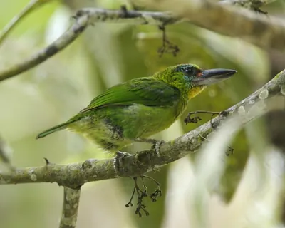 Red-throated Barbet