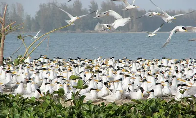 West African Crested Tern