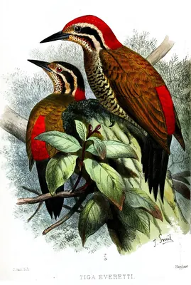 Spot-throated Flameback