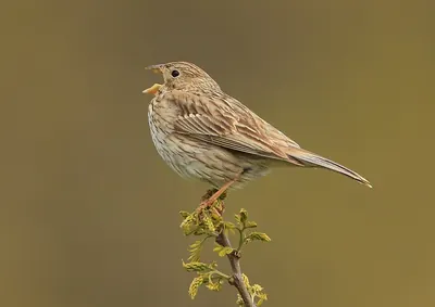 Corn Bunting