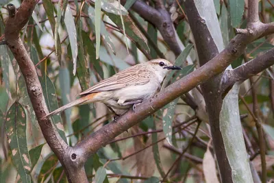 Rufous Songlark