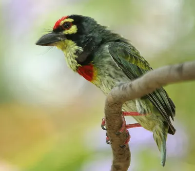 Coppersmith Barbet