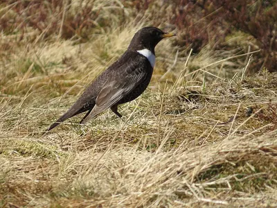 Ring Ouzel