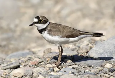 Little ringed plover