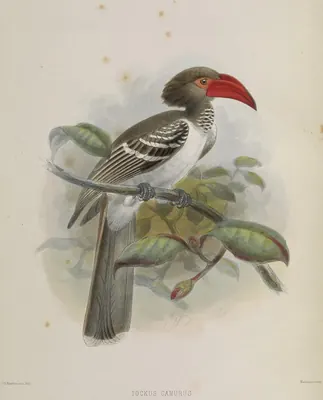 Dwarf Hornbill