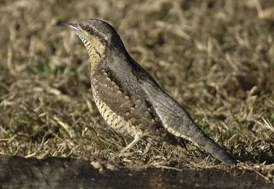 Wryneck