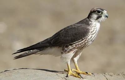 Lanner