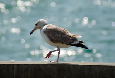 Pallas's Gull