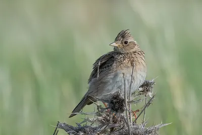 Skylark