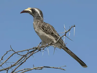 African Grey Hornbill