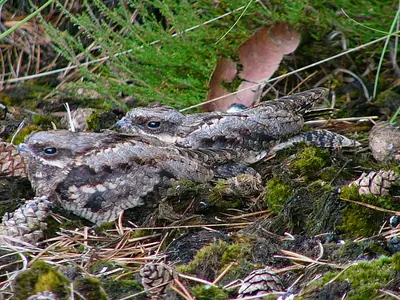 European Nightjar