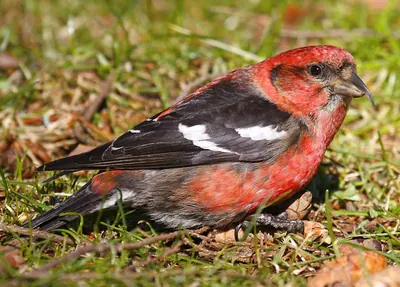 White-winged Crossbill