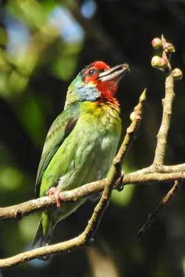 Malabar Barbet