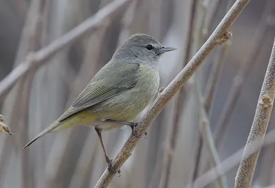 Orange-crowned Warbler