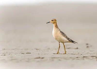 Buff-breasted Sandpiper