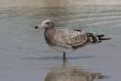 Sooty Gull