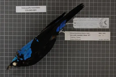 Palawan Fairy-bluebird