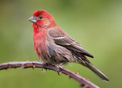 House finch