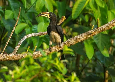 African Pied Hornbill