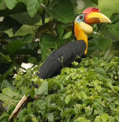 Wrinkled Hornbill