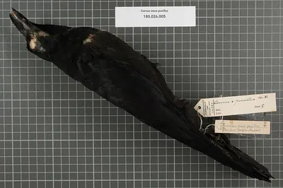 Corvus pusillus