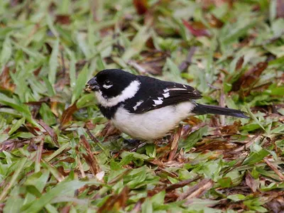 Morelet's Seedeater